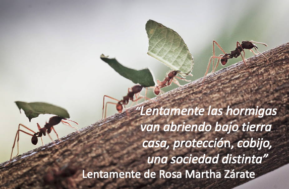 Lentamente las hormigas van abriendo bajo tierra casas, protección, cobijo, una sociedad distinta.